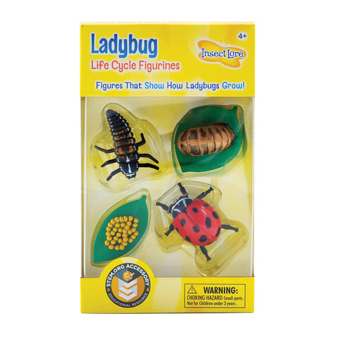 Ladybug Life Cycle Stages